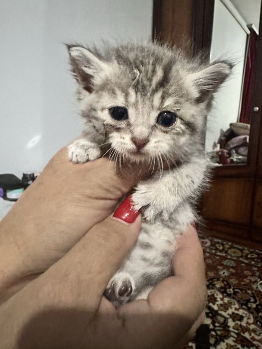 Отдам котят в хорошие руки