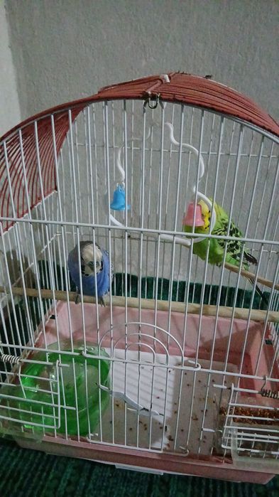 Продаю попугаев 2х мальчика и девочку, Китай и Кики