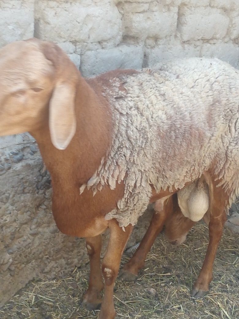 Tezlik bilan sotiladi baqilgan qõy tagalar satiladi