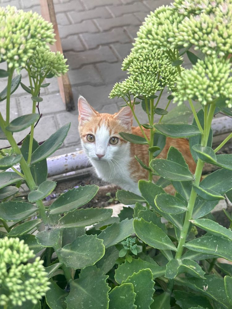 Котята 3 мес мальчик и девочка отдам в добрые руки