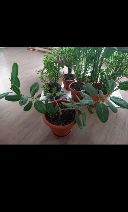 Фикус комнатные растение