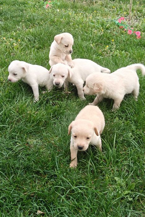 Голдън ретривър кученца