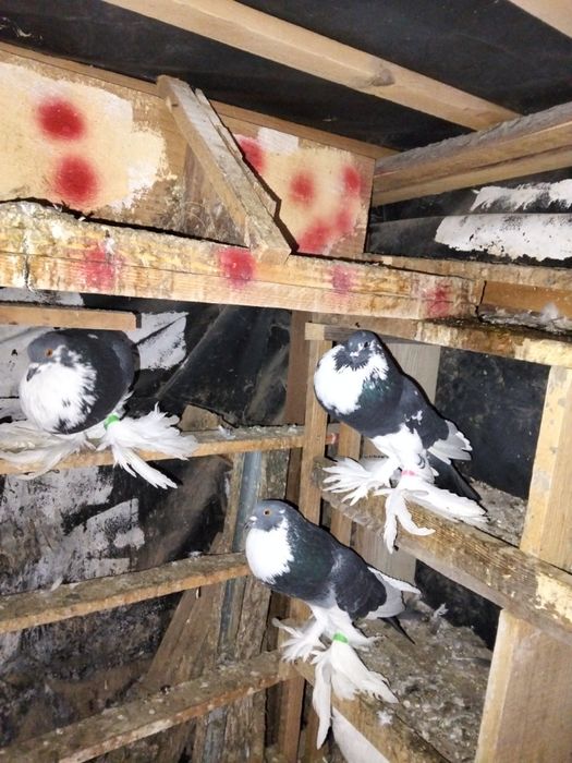 De vânzare porumbei gusati