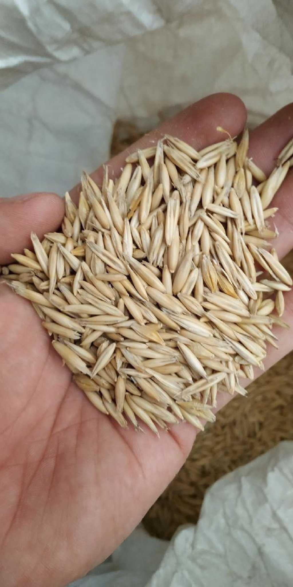 продается отруби пшеничные (кебек , )