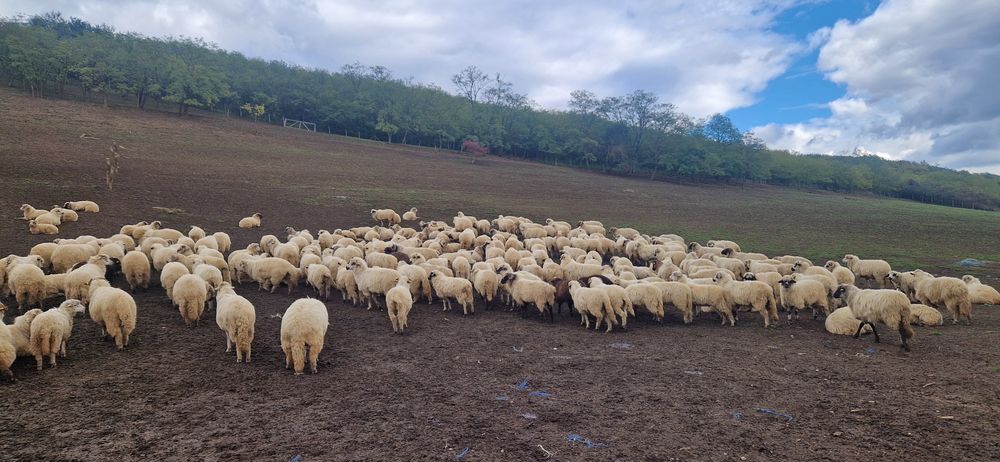 Vand 150 oi si 115 miei