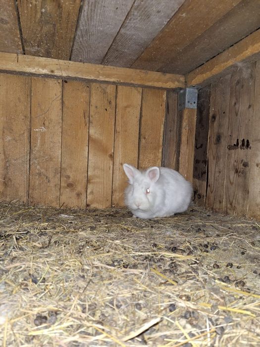 Iepuri de vanzare cap de leu