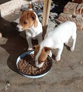 Продавам Джак Ръсел териери - женски