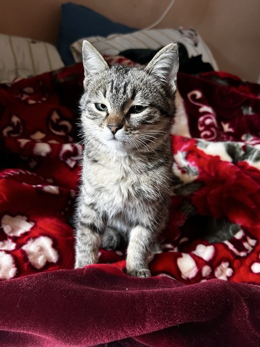 Котенок в добрые руки