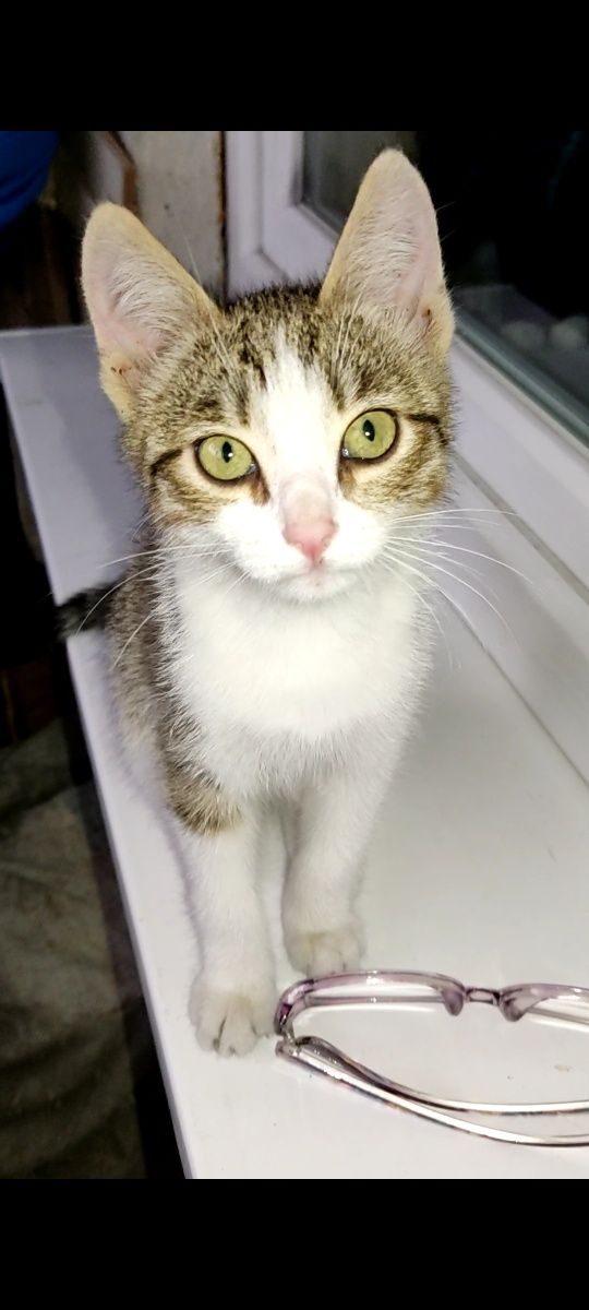 Котёнок девочка ищет дом!