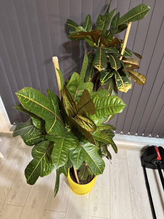 Растение кротон(Codiaeum variegatum)