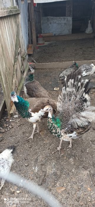 Păuni tineret umăr negru și arlechin 2025