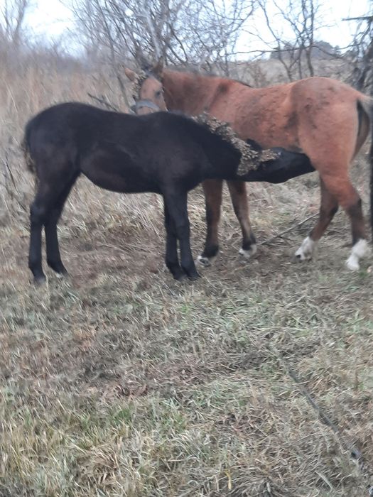 Продам  жеребёнок ургашы девочка