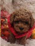 Pudel toy 2 luni/3.5kg