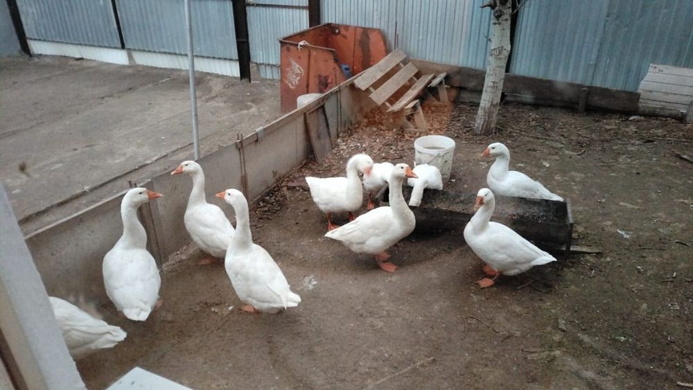 Қаздың   еті    бар