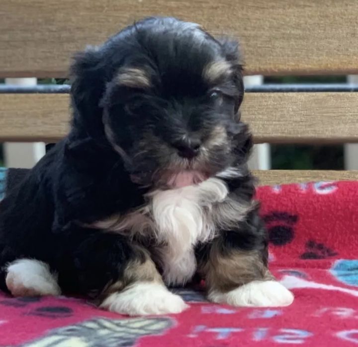 Bichon  havanez  fetiță  500 lei