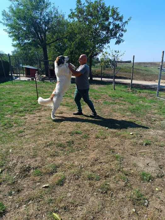 Mascul  Ciobănesc de Bucovina