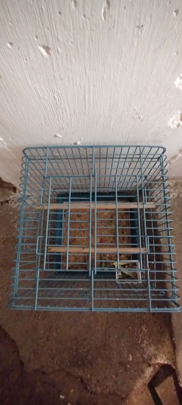 Cusca papagali medii-mari