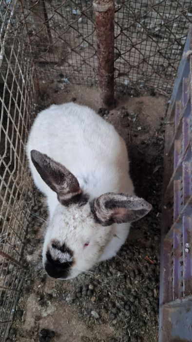 Iepuri de casă pui si maturi si porumbei