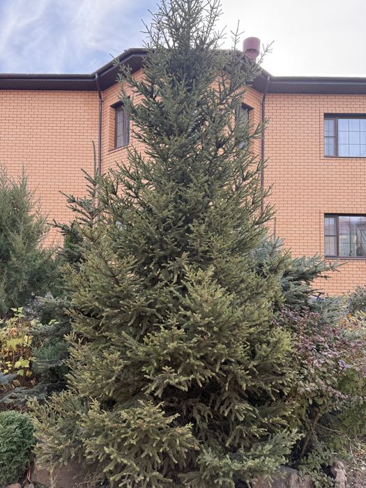 Ель 8 летняя, 7 метров