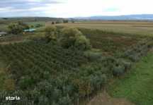 Teren 13.600 mp în Borosneu Mare, sat Let, Jud. CV – Plantație matură