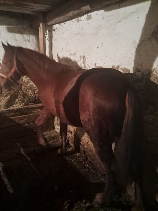 Vând cal castrat si mânz de 1 an