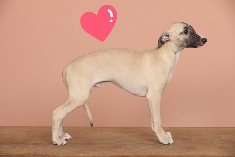 Catel whippet de vanzare