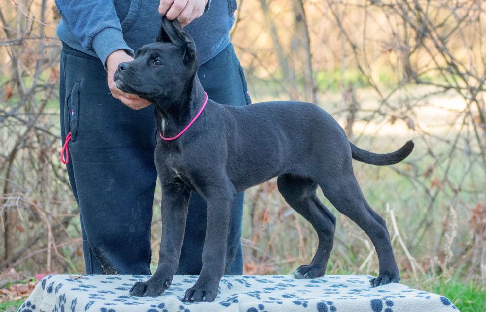 Cane Corso 4 Luni Femela