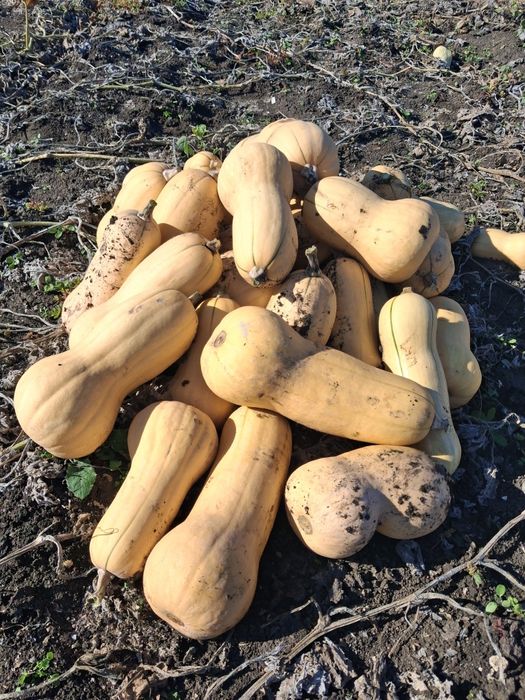 Продавам Тиква Матилда