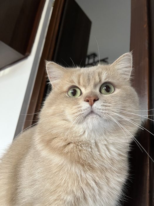 British shorthair cu pedigree