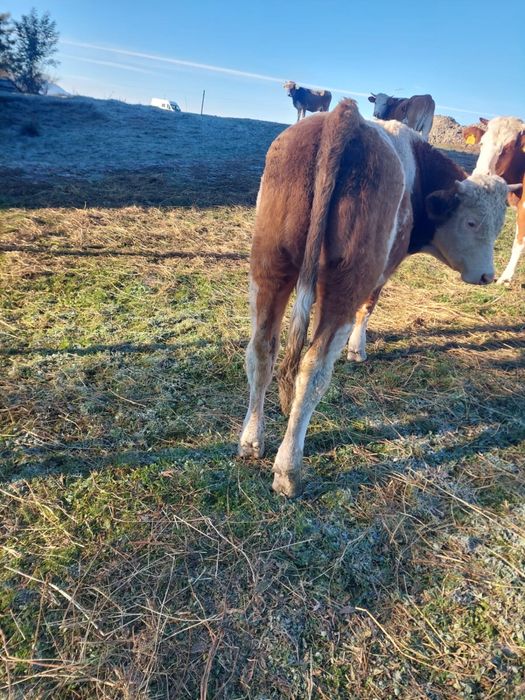 Vand 10 vaci si un taur