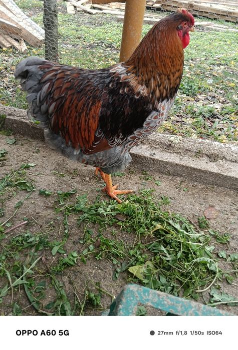 Cocosi Wiandotte albastru