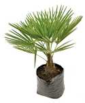 Palmier 50 - 90cm (Trachycarpus Fortunei)  - Plantă de Grădină