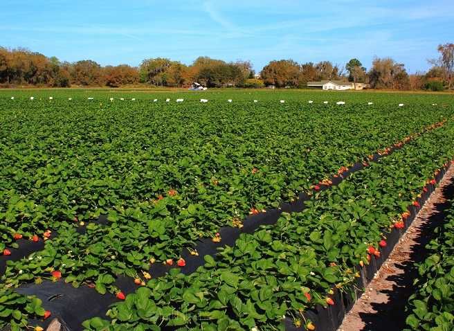 Folie Agrotextl marcaj patrat 5,15mx25m, plantat rasaduri agricultura