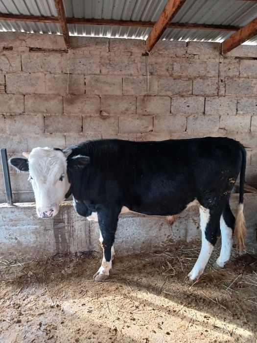 Продаются 10 голов быков