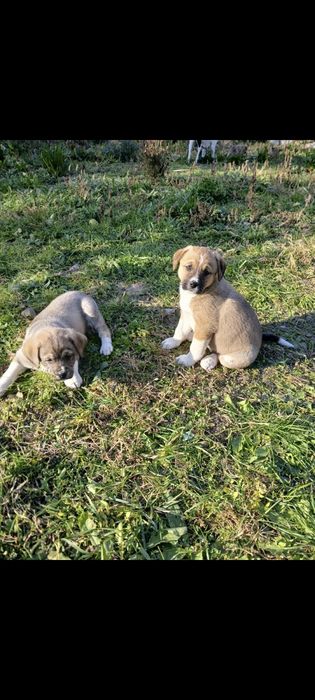 Donez catei  talie mare