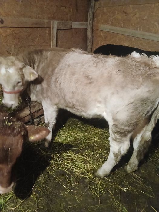 Vând viței de crescut sau tăiat!