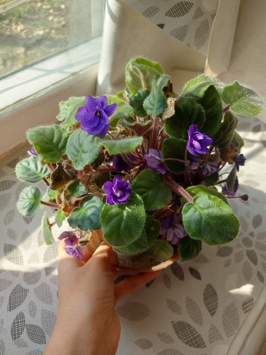 Комнатные цветы. Фиалки, кактусы, денежное дерево