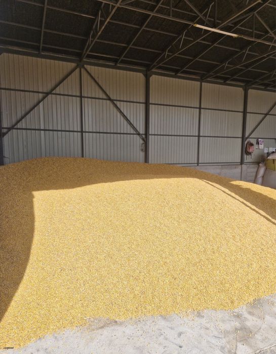 Porumb boabe de vanzare