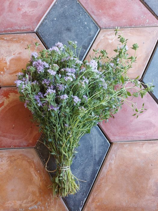 Горный чабрец сушенный. пучок. Способствует поднятию иммунитета.