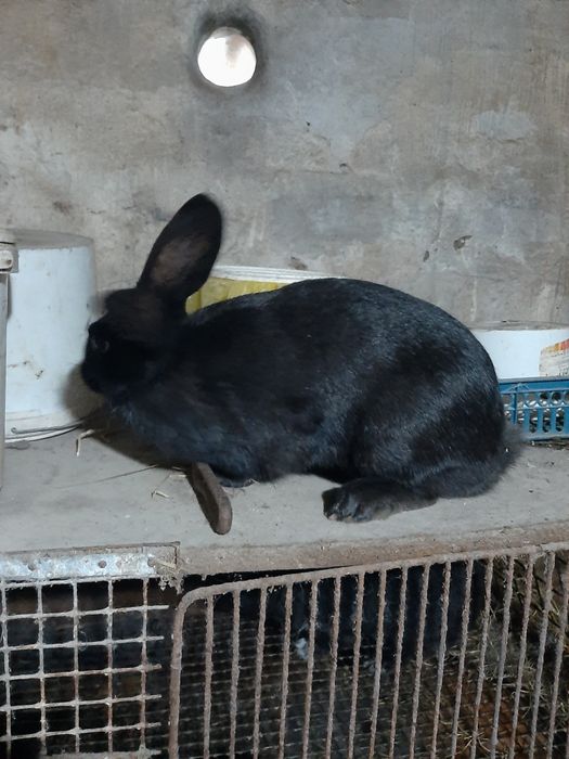 Продам кроликов на развод