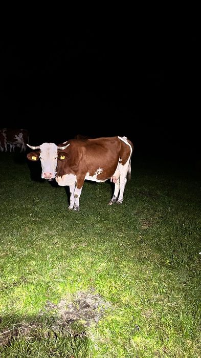 Vaca bălțată românească
