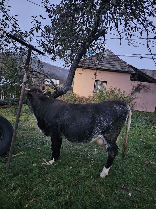 Vand vaca gestanta, la prima fătare din mama foarte bună de lapte