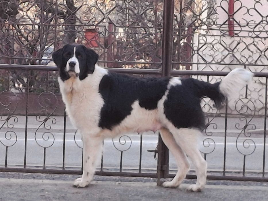 Ciobanesc De Bucovina