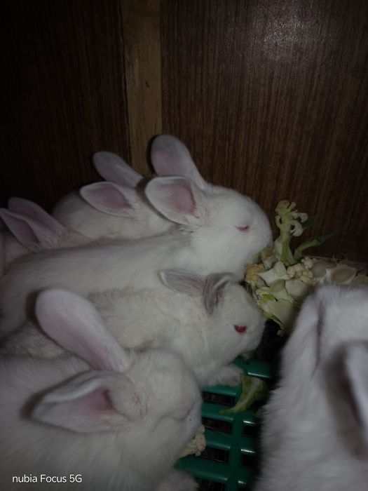 Продаются Кролики Великан