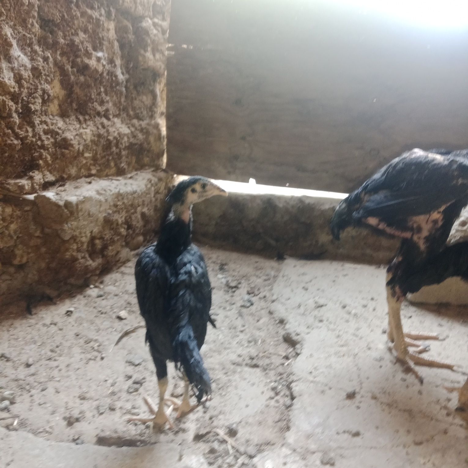 Dakan horoz va tovuq  abmen