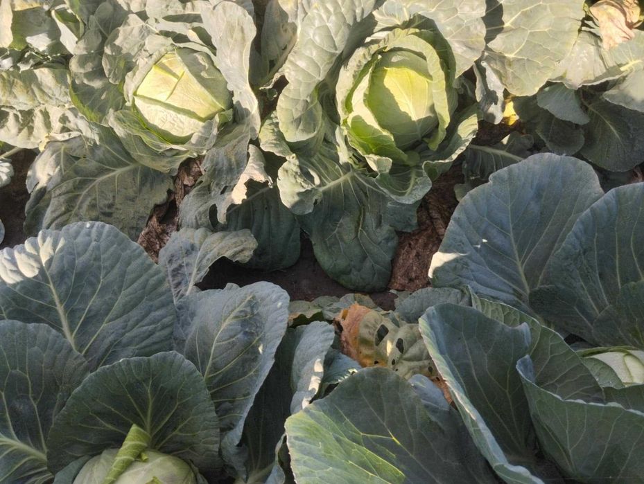 Продавам Българско Зеле Ергенско