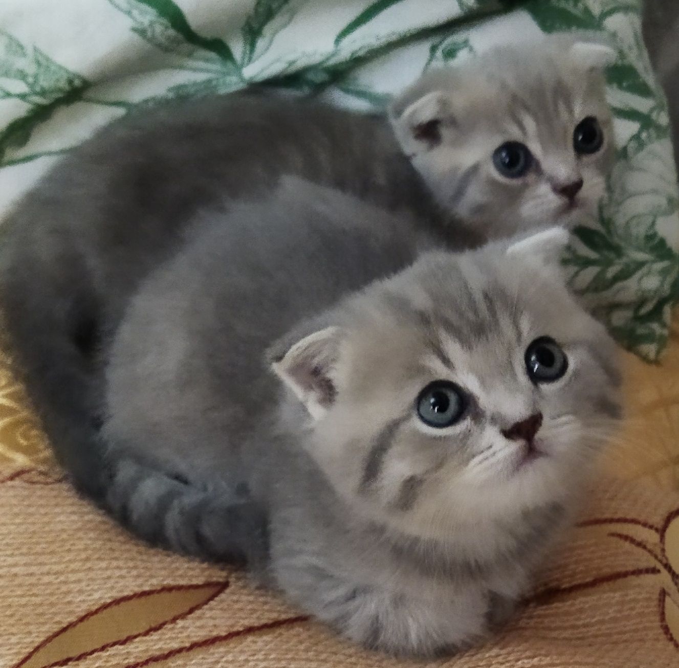 Шотландские котята