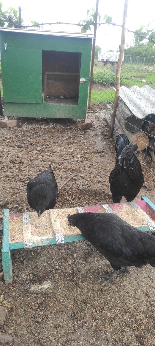 Ouă Ayam Cemani , rasa pură