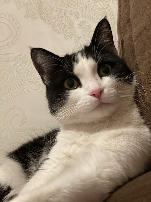 Отдам лучшего кота в добрые руки в частный дом