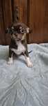 Chihuahua baietel ciocolatiu